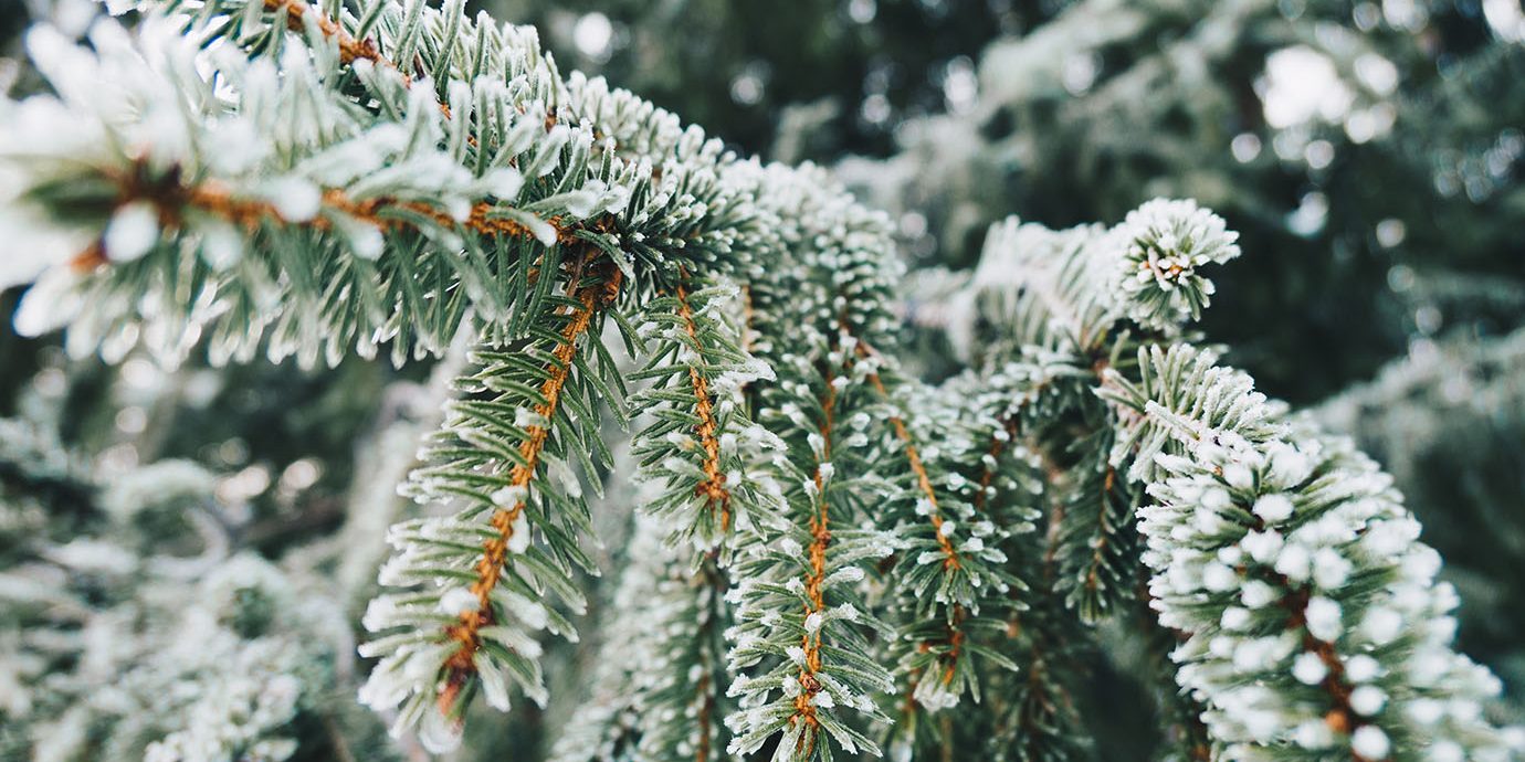 Winter scene