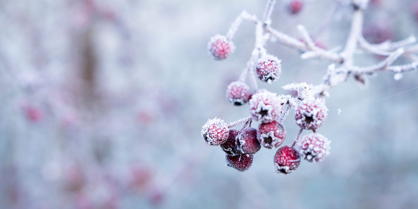 Winter Scene