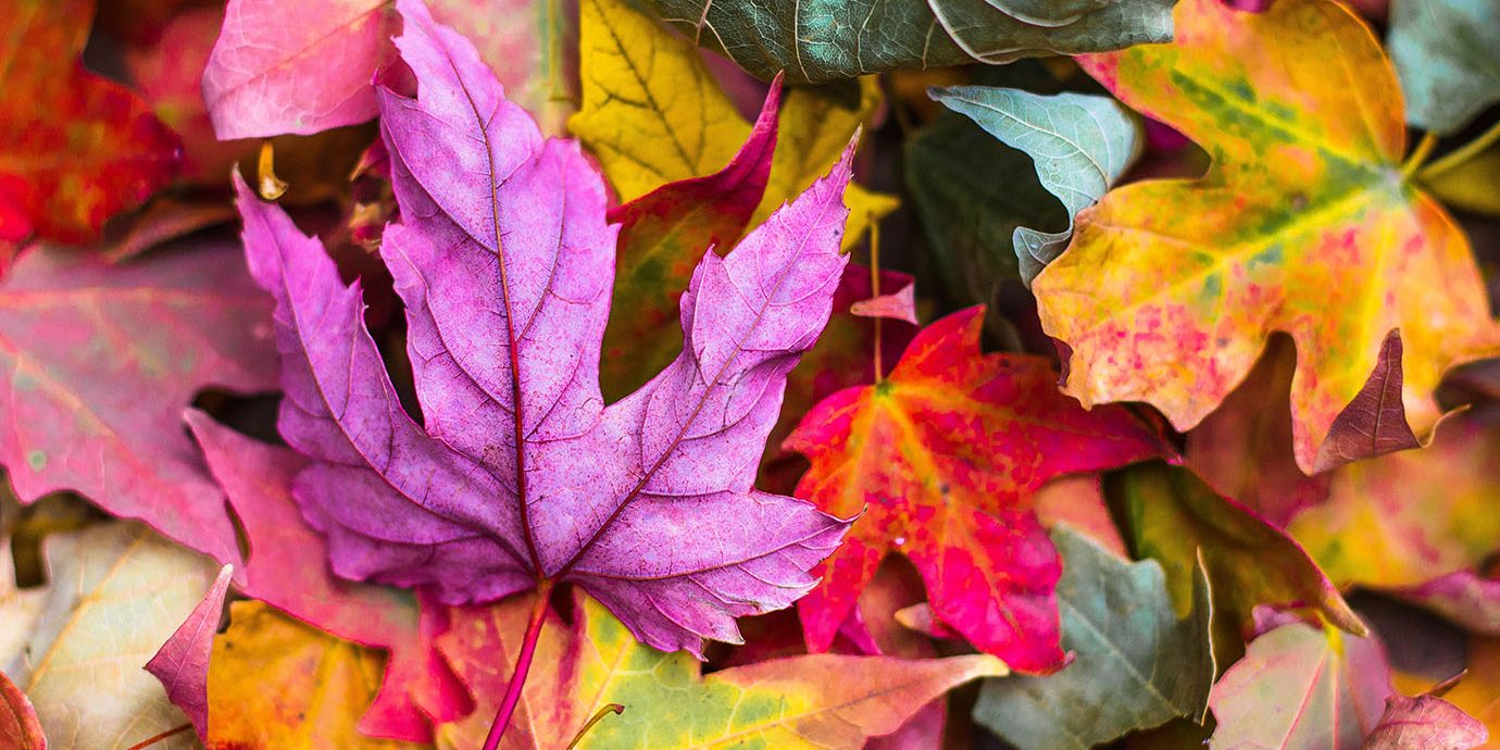 Fall Scene