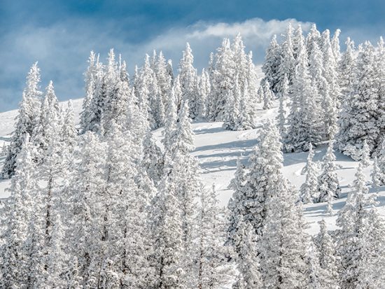 Colorado Snowy Mountain and Forest