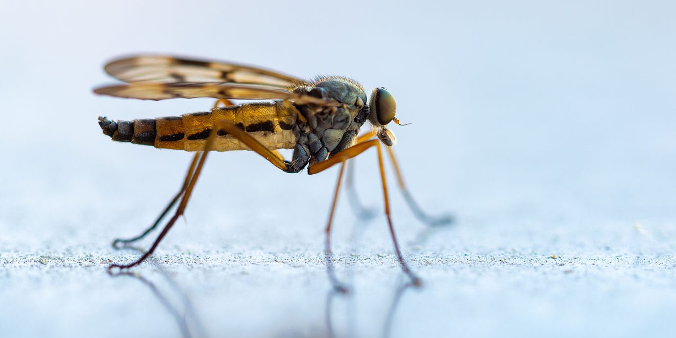 Mosquito close-up