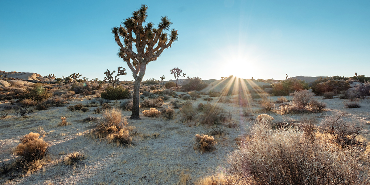 Perfect Packing List for California, Joshua Tree National Park