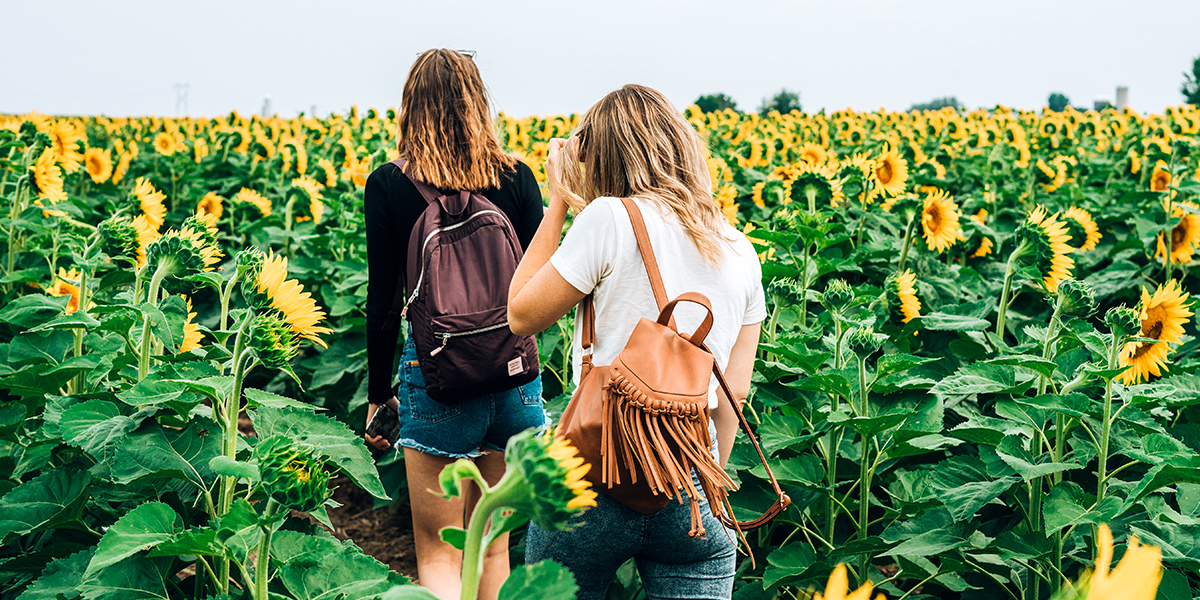 Two Women Walking Through a Field of Sunflowers.