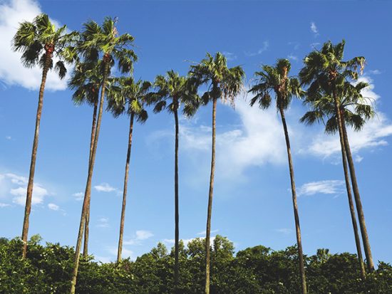 Palm Trees Orlando Florida Sunny Day