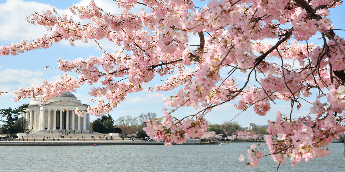 Washington DC Cherry Blossoms