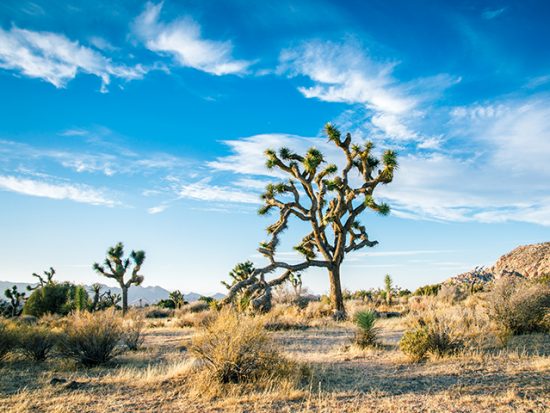 Joshua Tree National Park