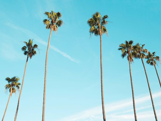 Los angeles weather and seasons - sunny palm trees