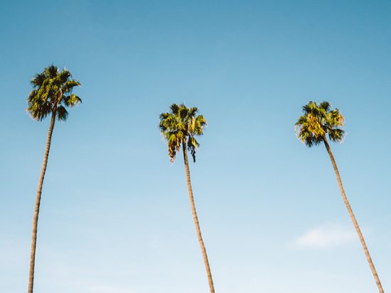 San Diego palmbomen