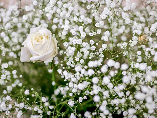 A field of small white flowers and a single rose.