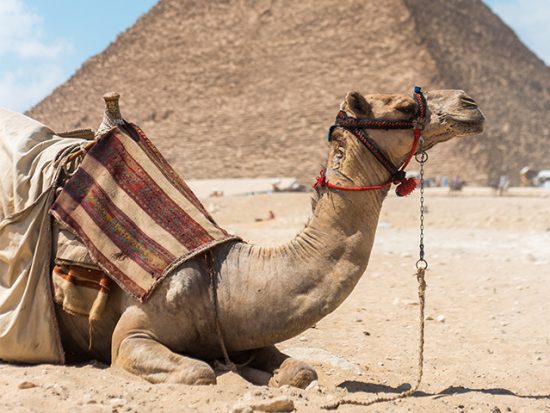 Camel in Egypt in front of a pyramid in the desert.