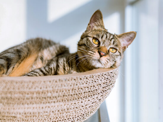 Cat in basket by a window.