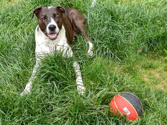 Dog laying in the grass with a ball.
