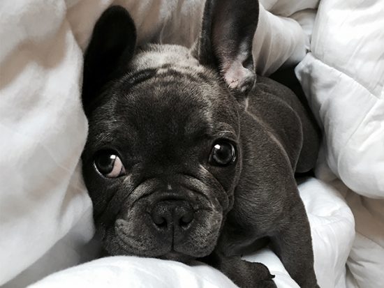 French Bulldog laying in bed.