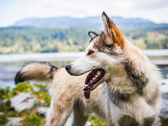 Husky-Mix dog standing in front of a mountain landscape.