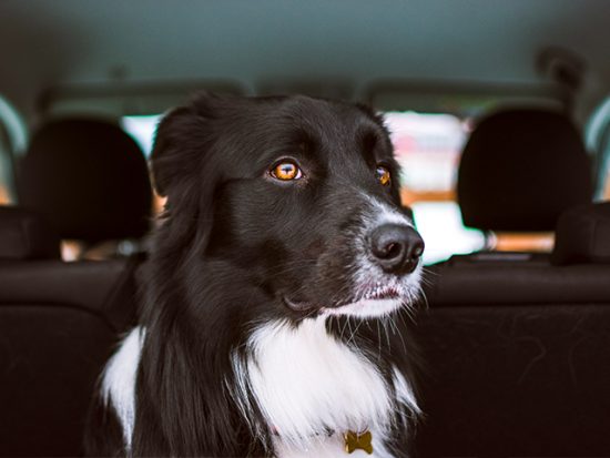 Long-haired dog in the trunk of a car.