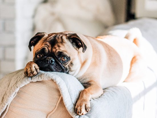 Pug lying on the back of a couch.