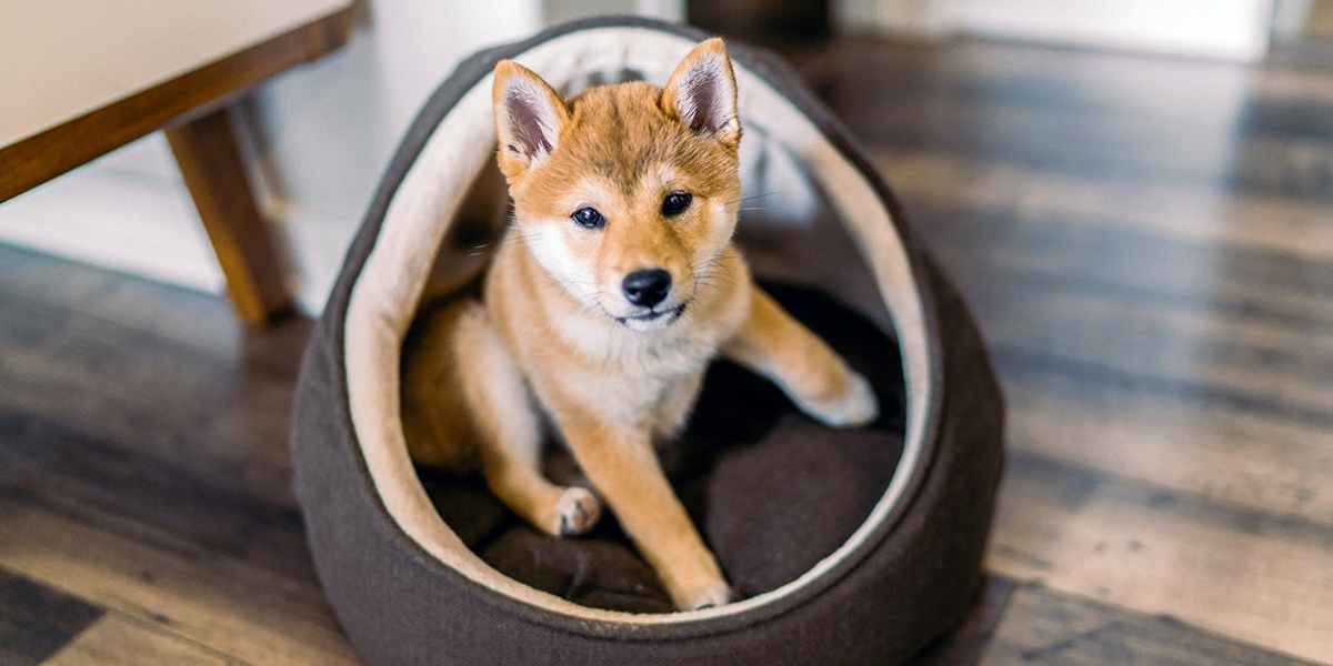 The Best Pet Carriers for Your Furry Friends.