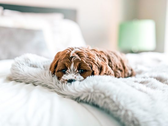 Small dog snuggling in a bed.