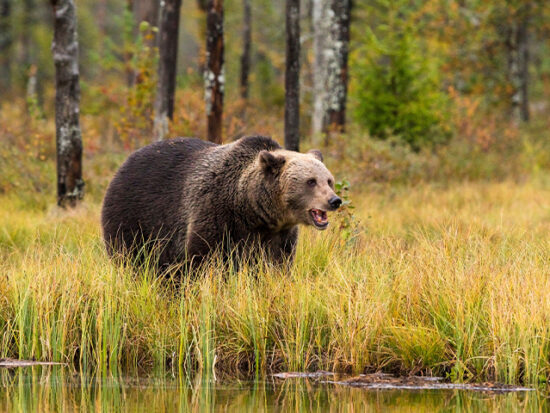 Brown Bear in Alaska.