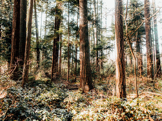 Forest view in Vancouver.