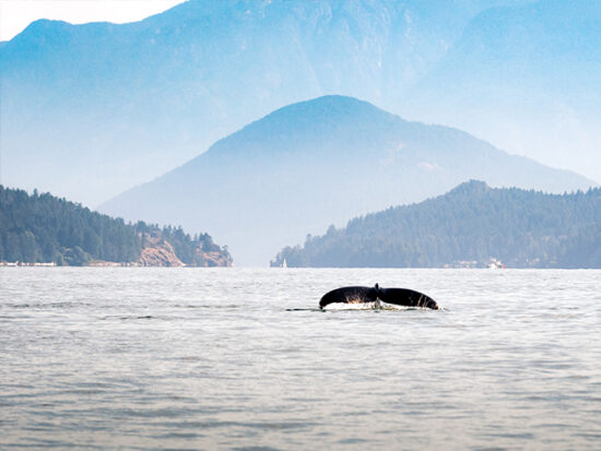 Whale sighting in Vancouver.