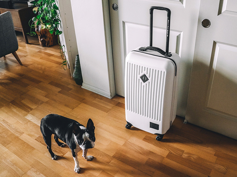 Carry-on suitcase packed with a dog standing next to it.